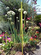 Herb's Garden