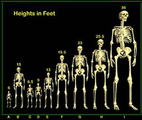 Skeletons
